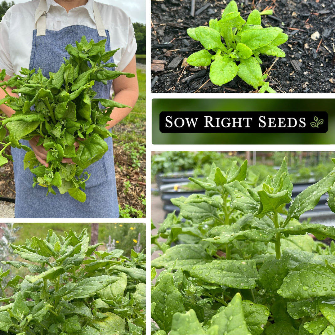 spinach seeds planting New Zealand Spinach Seeds – Sow Right Seeds