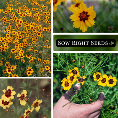 plains coreopsis seed growing in garden wildflowers blooms blossoms bouquet in hand