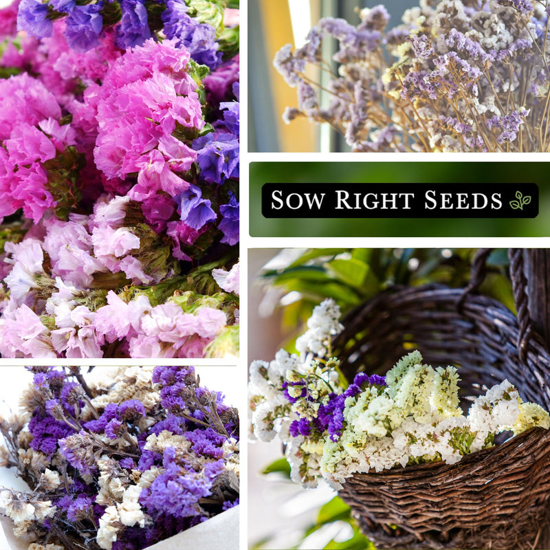 Statice Pastel Mix Seeds