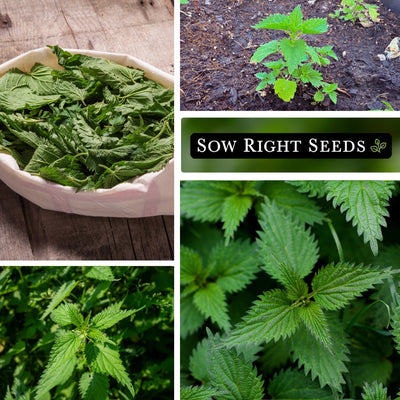 Stinging Nettle Seeds