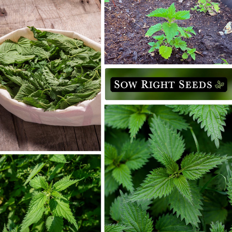 Stinging Nettle Seeds
