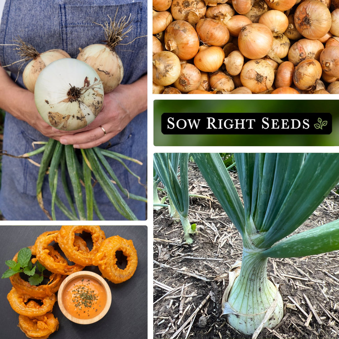 Ailsa Craig Onion – Sow Right Seeds