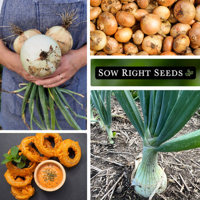 ailsa craig onion seeds collage bouquet harvest large harvest onion rings growing in garden