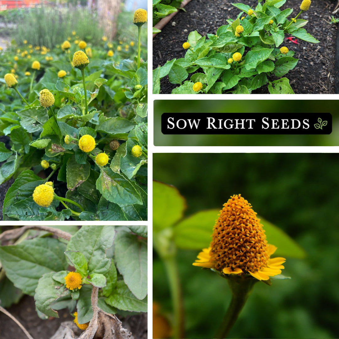 growing toothache plant from seed Toothache Plant Seeds