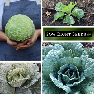 savoy perfection cabbage seeds collage harvest young plant growing in garden