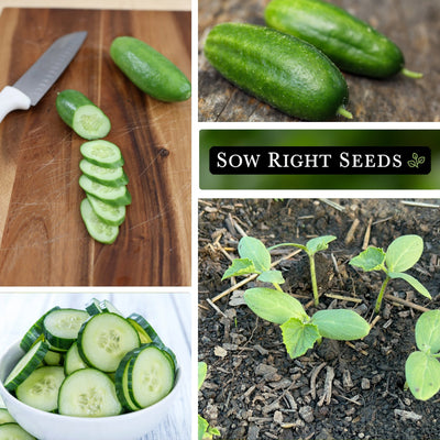 muncher cucumber seeds slices on cutting board in bowl harvest young plant growing in garden
