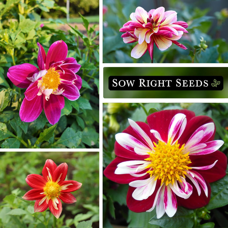 collarette dandy dahlia seeds growing in garden blooms blossoms