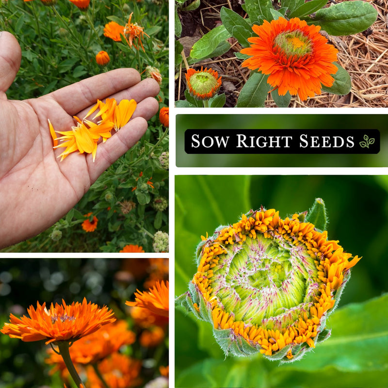 greenheart mix calendula seeds collage petals in hand blooms blossoms growing in garden