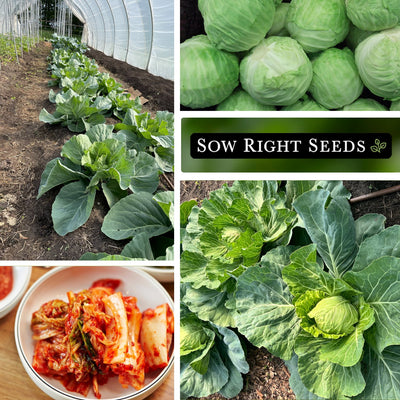 golden acre cabbage seeds collage growing in hoop house large harvest kimchi young plant growing in garden