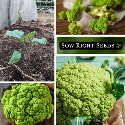 Green Macerata Cauliflower