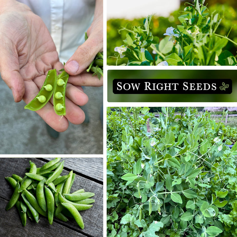 sugar ann dwarf pea seeds collage harvested pea pod growing in garden blossoms flowers harvest on table growing in raised bed