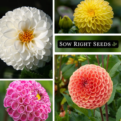 pompon dahlia seeds growing in garden white yellow pink peach blossoms blooms