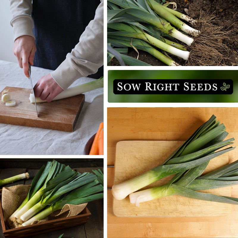 american flag leek seeds slicing on cutting board large harvest in garden in kitchen
