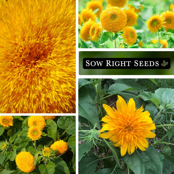sunflower171707ページ 5_6c36fc23-b1d8-4660-bd04-