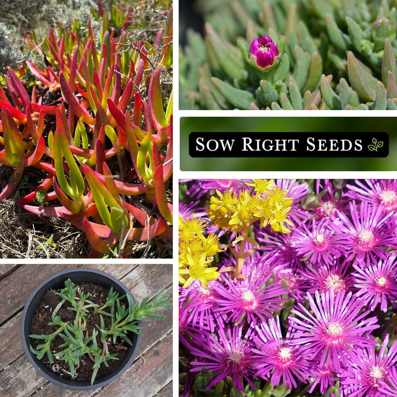 Iceplant Seeds