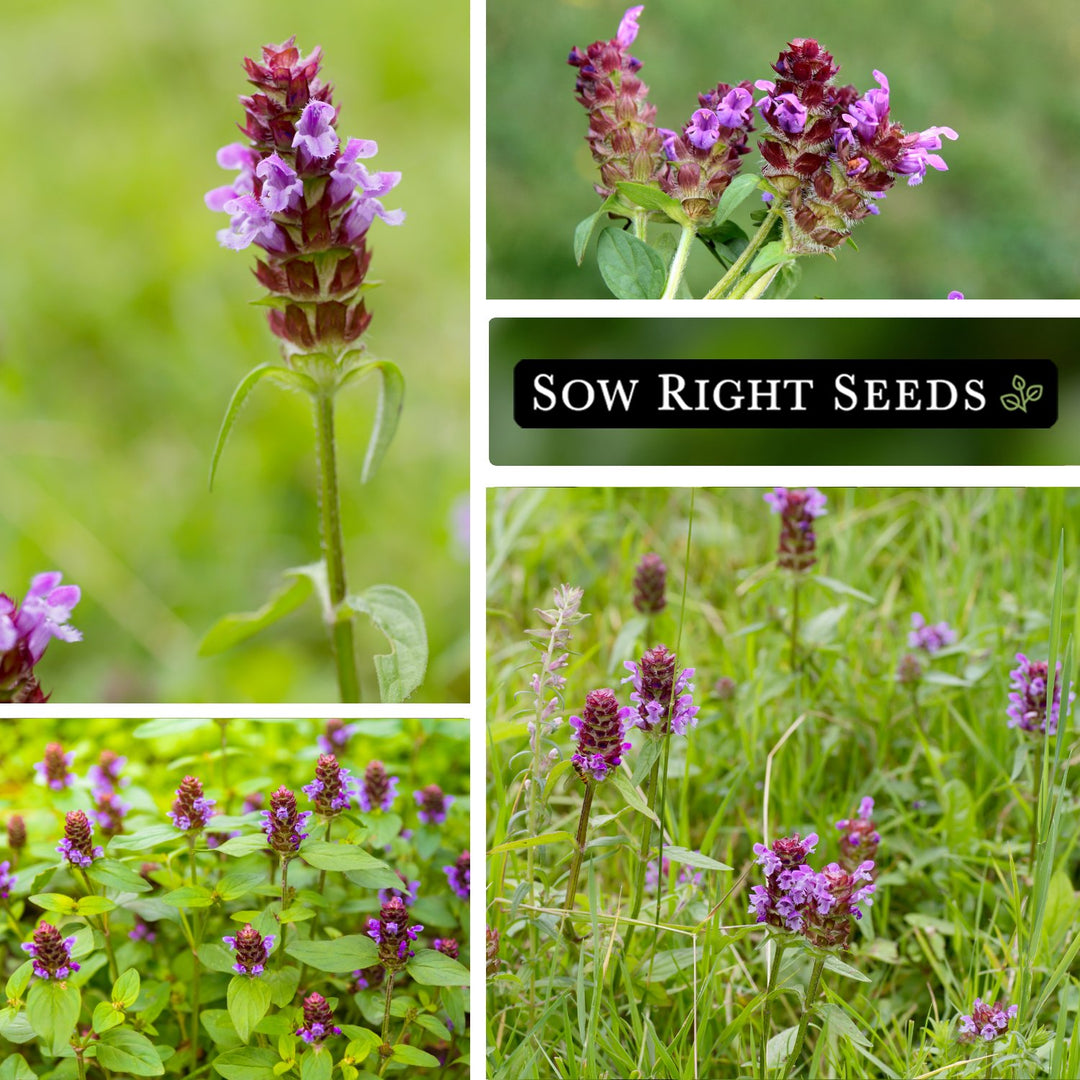 healing garden seeds Heal-all Seeds