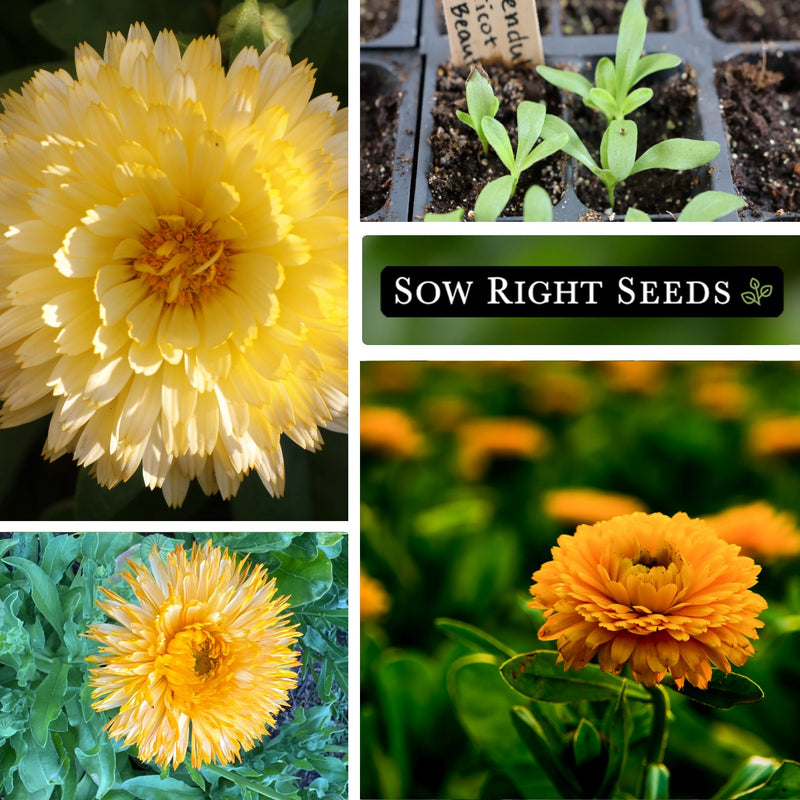 apricot beauty calendula seeds collage blooms blossoms seedlings growing in garden