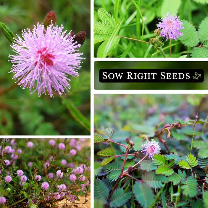 a plant that produces seeds but not flowers Sensitive Plant Seeds
