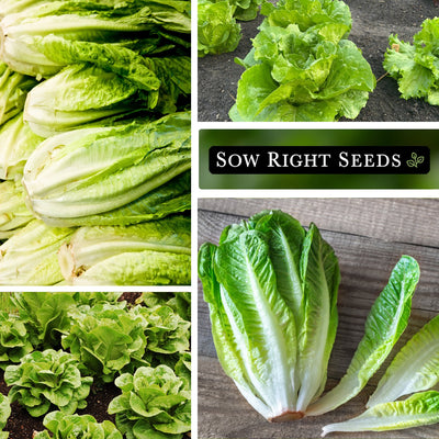 parris island lettuce seeds large harvest growing in garden leafy head