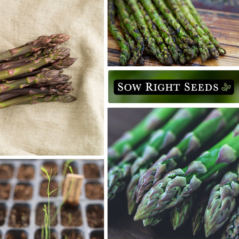 argenteuil asparagus seeds collage harvest seedling growing in seed tray roasted