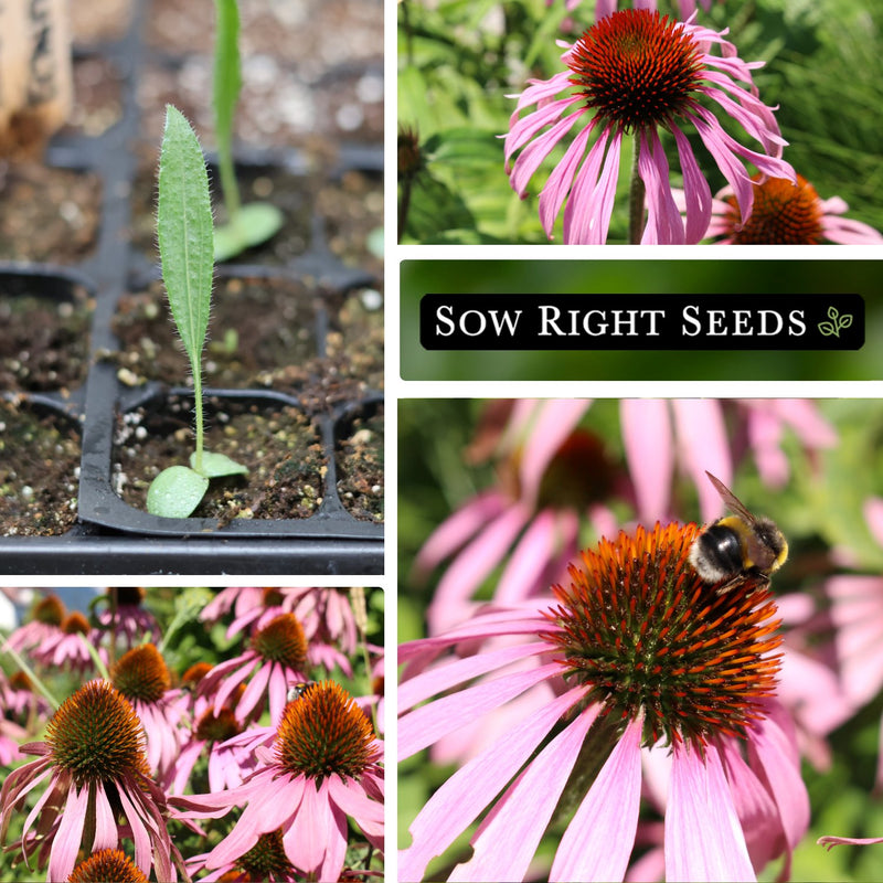 pale purple echinacea coneflower seeds collage seedling growing in tray blossoms blooms growing in garden bee pollinator