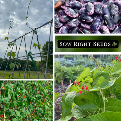 Scarlet Emperor Runner Bean Seeds