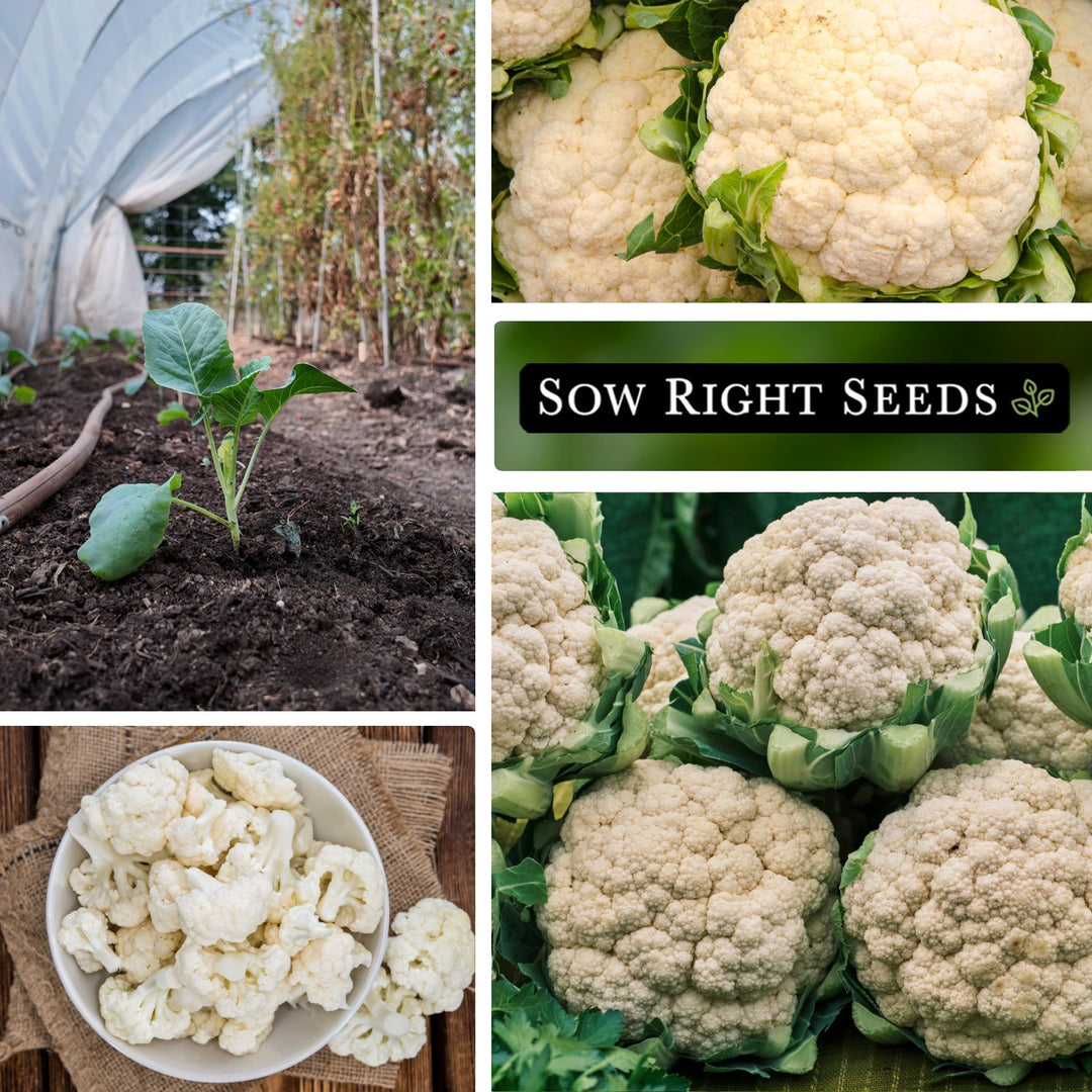 plant cauliflower seeds Rober Cauliflower – Sow Right Seeds