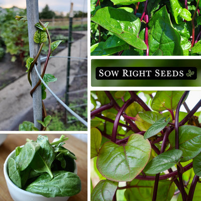 Red Stem Malabar Spinach Seeds