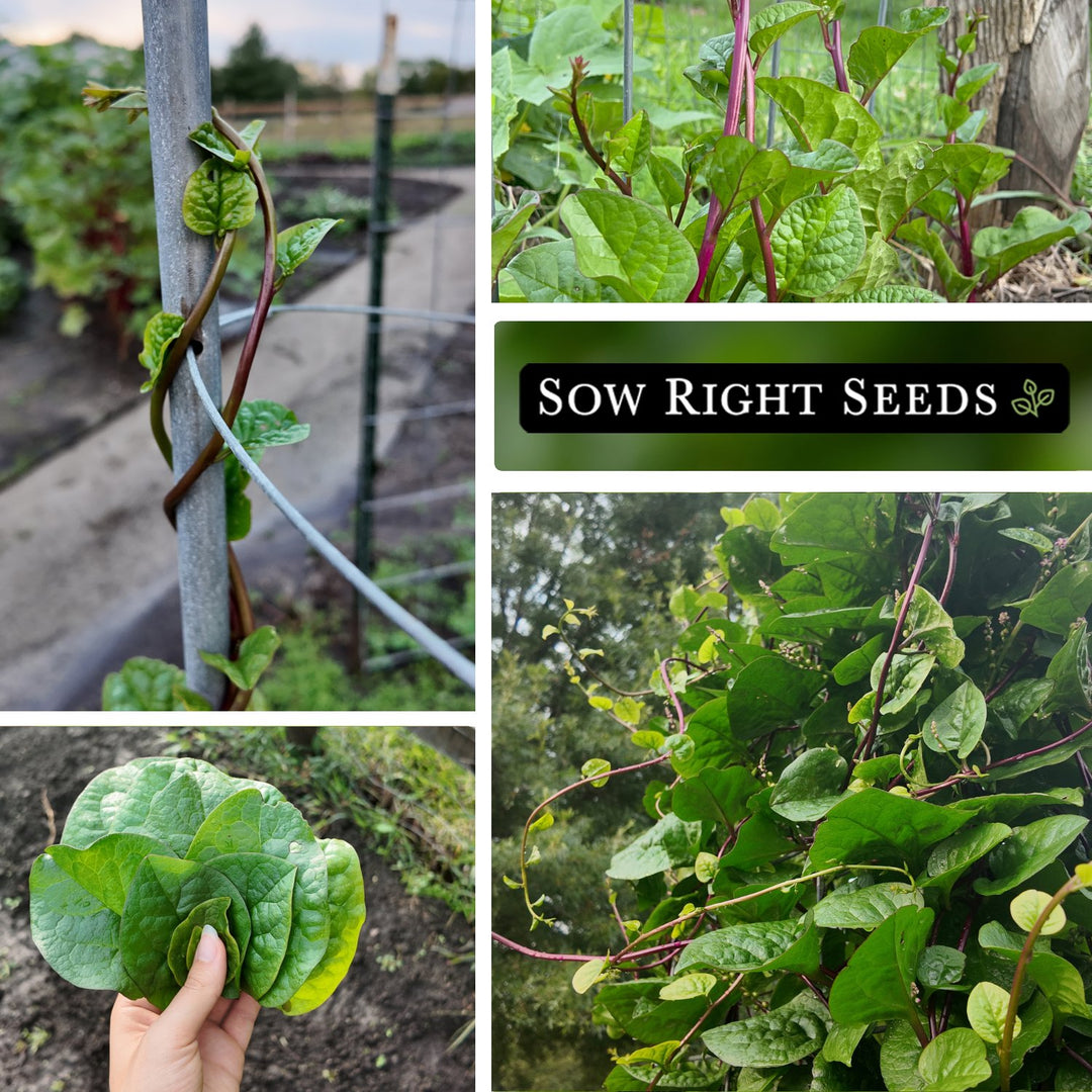 Red Stem Malabar Spinach Seeds