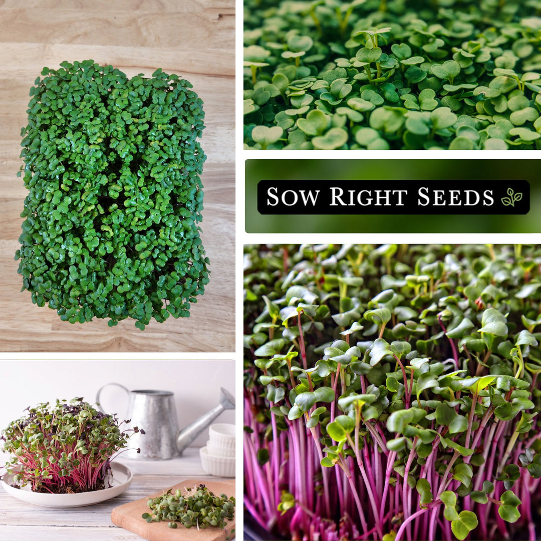 Red Russian Kale Microgreen Seeds – Non-GMO, Heirloom, For Sprouting & Growing, Fresh Seeds In Printed Pack