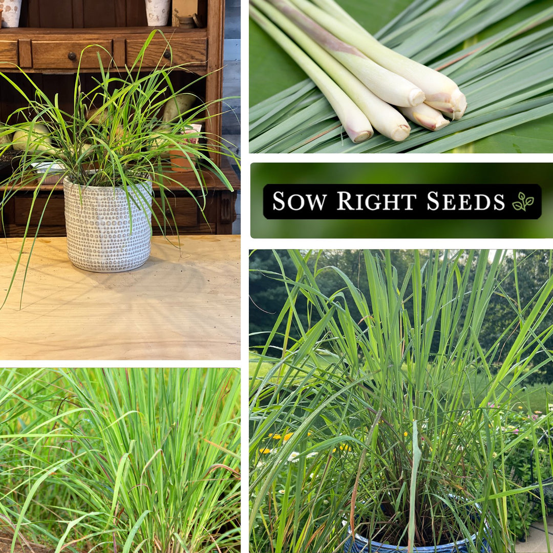 lemongrass plant seeds Sow Right Seeds