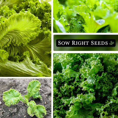Southern Giant Curled Mustard Greens Seeds