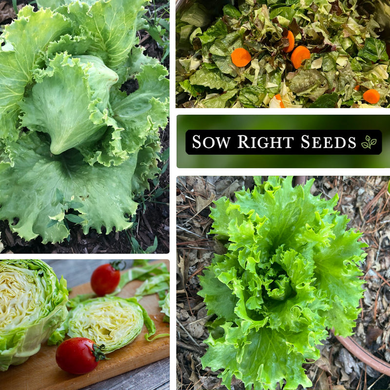 great lakes lettuce collage seeds growing in garden salad on cutting board harvest