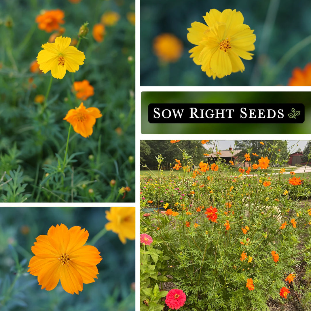 sunbeam light show flower seed Sulfur Bright Lights Cosmos