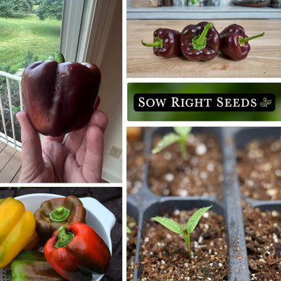 chocolate beauty pepper seeds collage harvest in hand on table in bowl colorful bell peppers seedling in tray