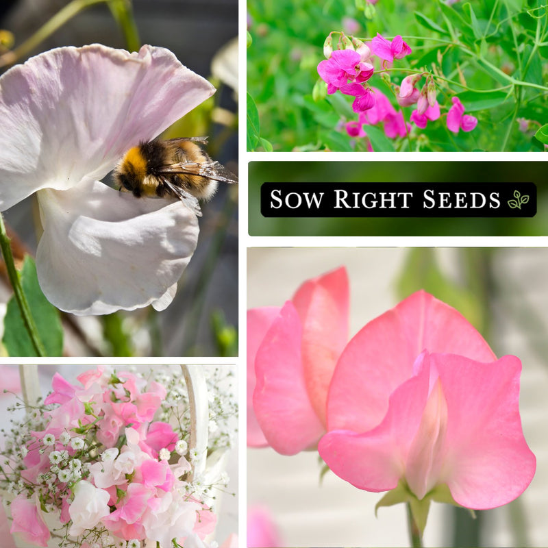 Cupid Pink Sweet Pea Seeds