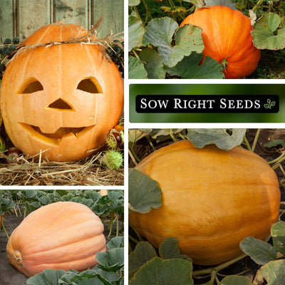 Atlantic Giant Pumpkin