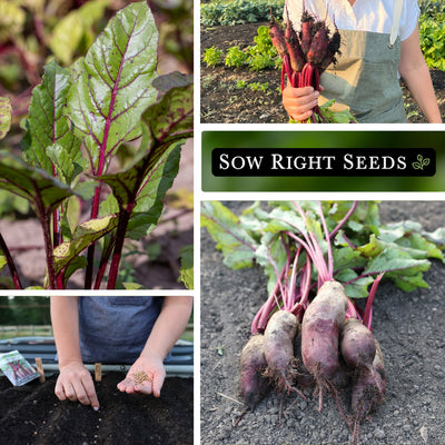 cylindra beet seeds collage leaves harvest in hands planting in raised bed large harvest