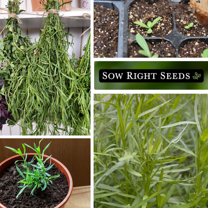 tarragon plant indoors French Tarragon – Sow Right Seeds