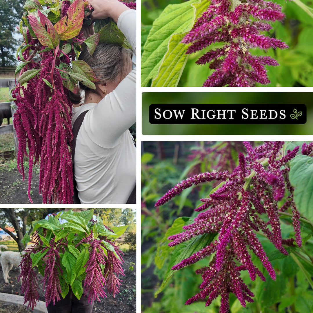 Love Lies Bleeding Amaranth Seeds