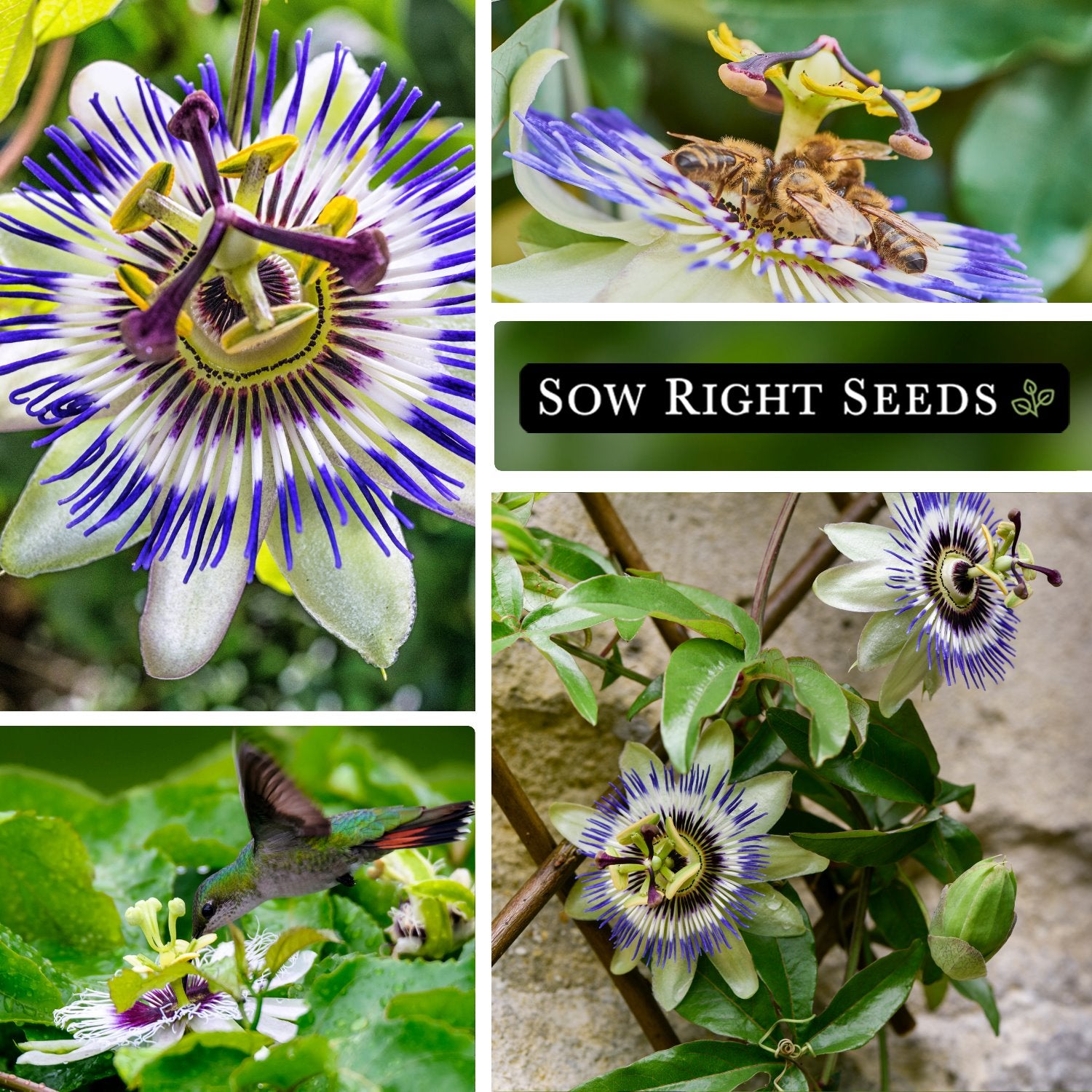passion flower seed Passion Flower Seeds