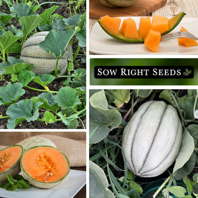 honey rock melon seeds collage growing in garden harvest slices