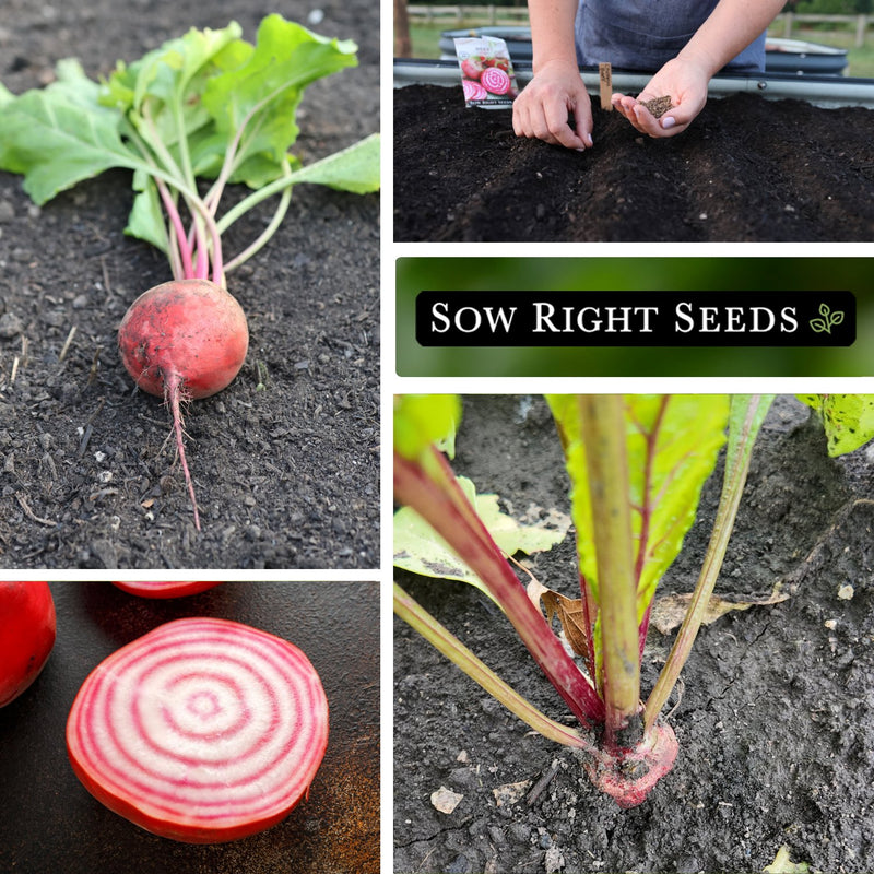 chioggia beet seeds collage harvest in garden planting in raised bed sliced beet growing in garden