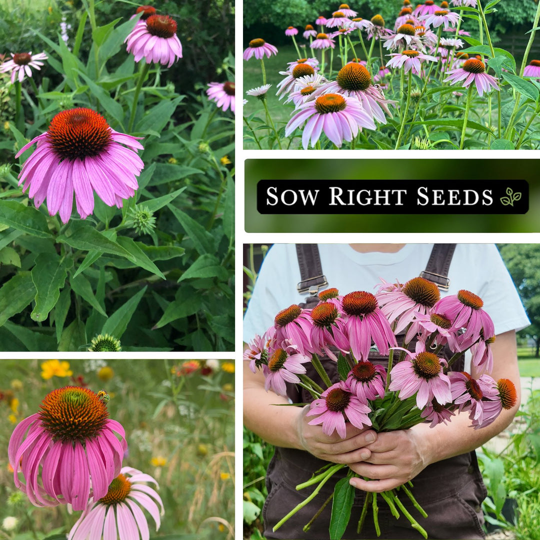 blue echinacea seeds Bulk Echinacea Seeds
