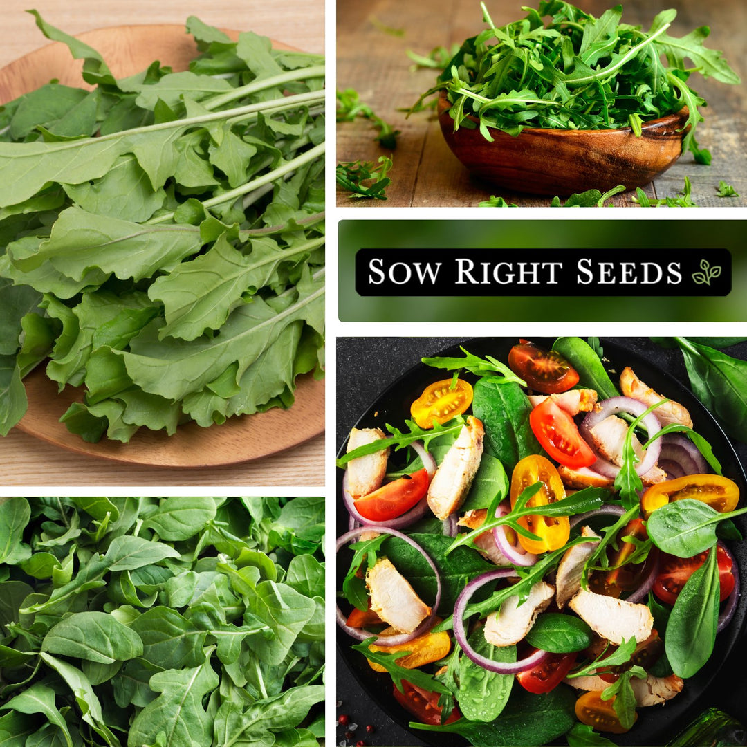 arugula plant seeds Arugula Seeds for Planting