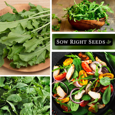 Arugula Seeds