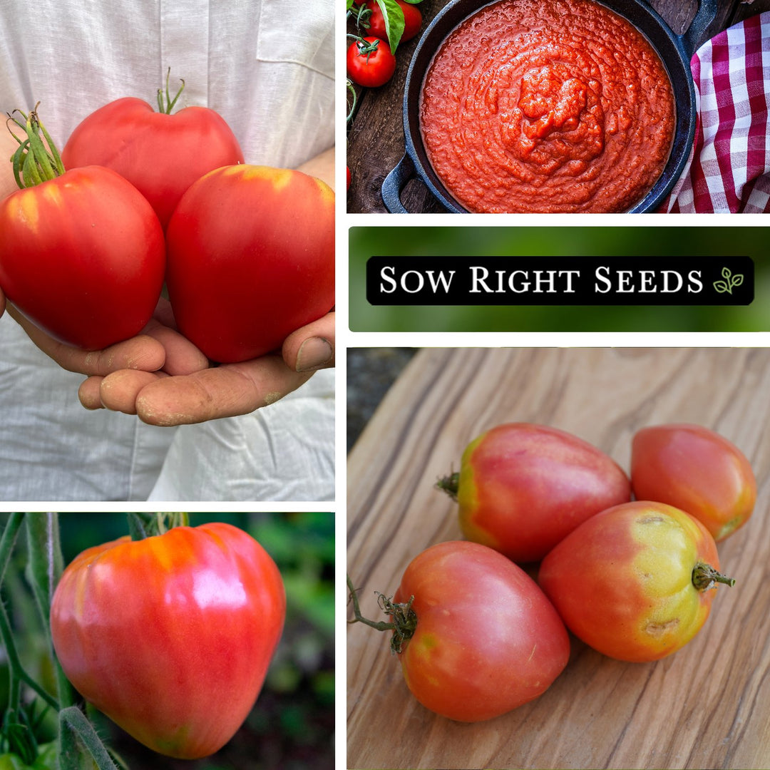 Pink Oxheart Tomato Seeds for Planting | Large Heart Shape – Sow