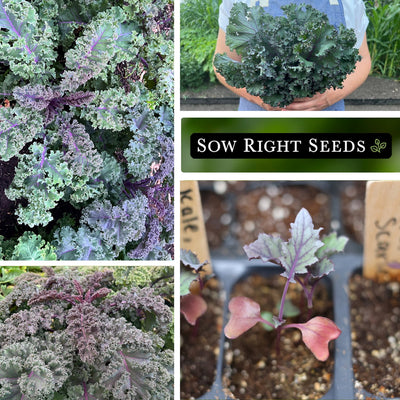 scarlet kale seeds collage plants growing in garden bouquet harvest in hand seedling in tray