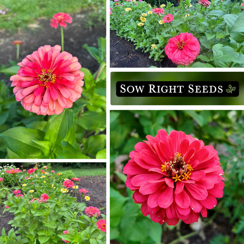 Coral Beauty Zinnia