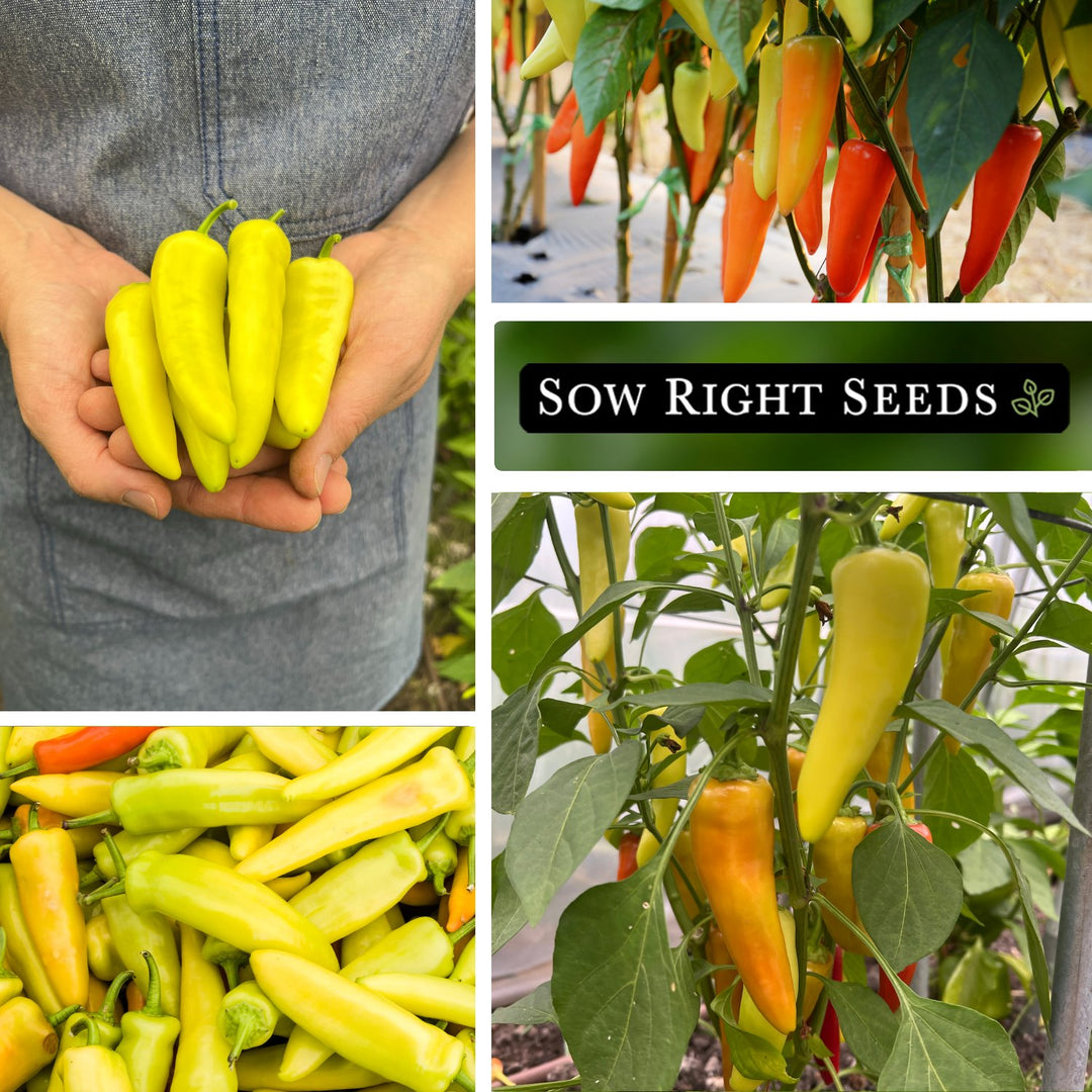 hungarian wax pepper plant Hungarian Hot Wax Pepper Seeds